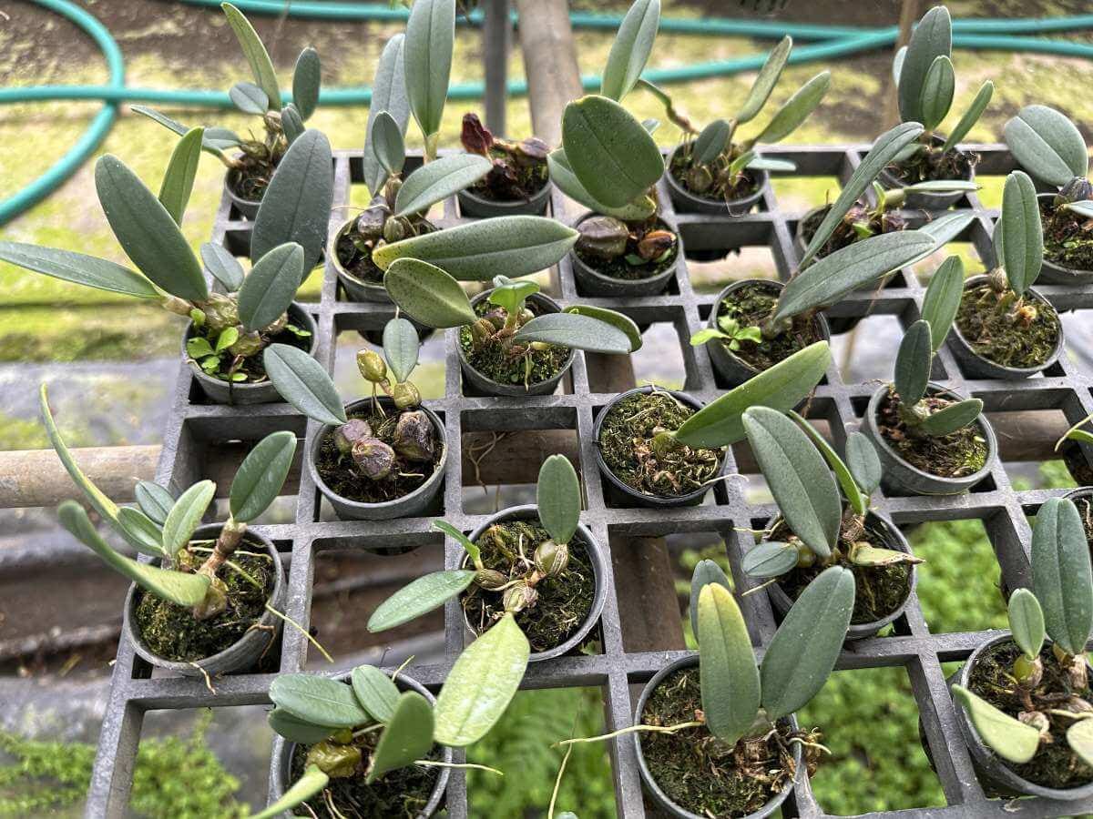 Bulbophyllum frostii 1 Plant Orchid (Rare Collector's Item)