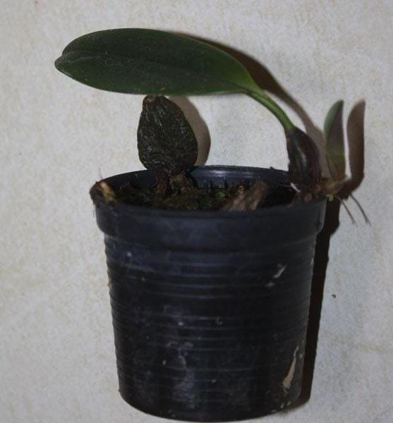 Bulbophyllum sigaldiae 1 Plant Orchid (Rare Collector's Item)