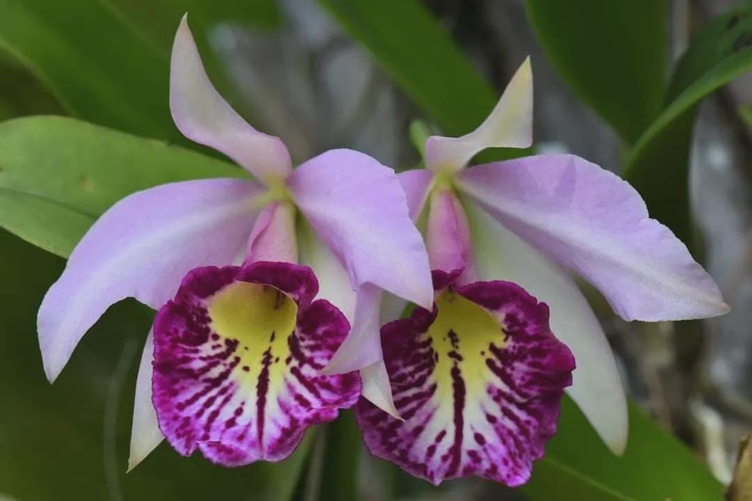 Brassocattleya Taiwan Big Lip 1 Plant Orchid (Rare Collector's Item)