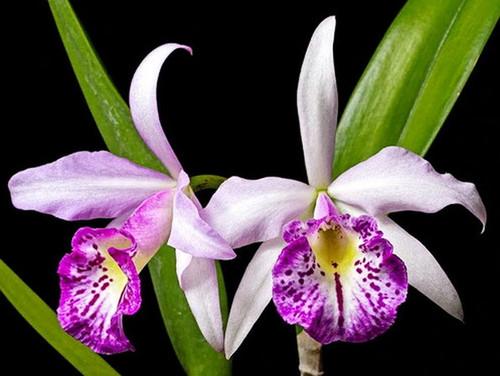 Brassocattleya Taiwan Big Lip 1 Plant Orchid (Rare Collector's Item)