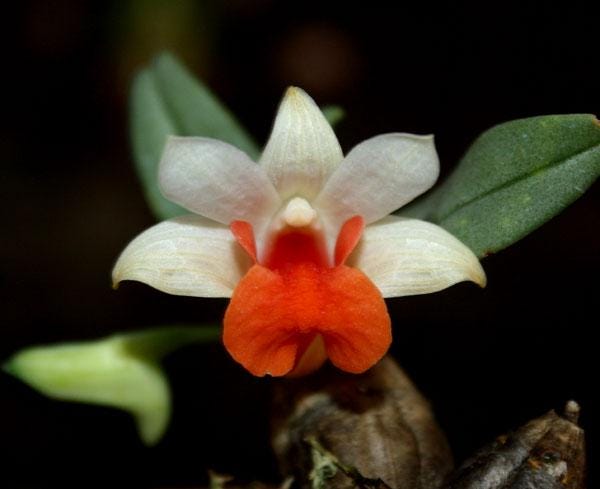 Dendrobium bellatulum
