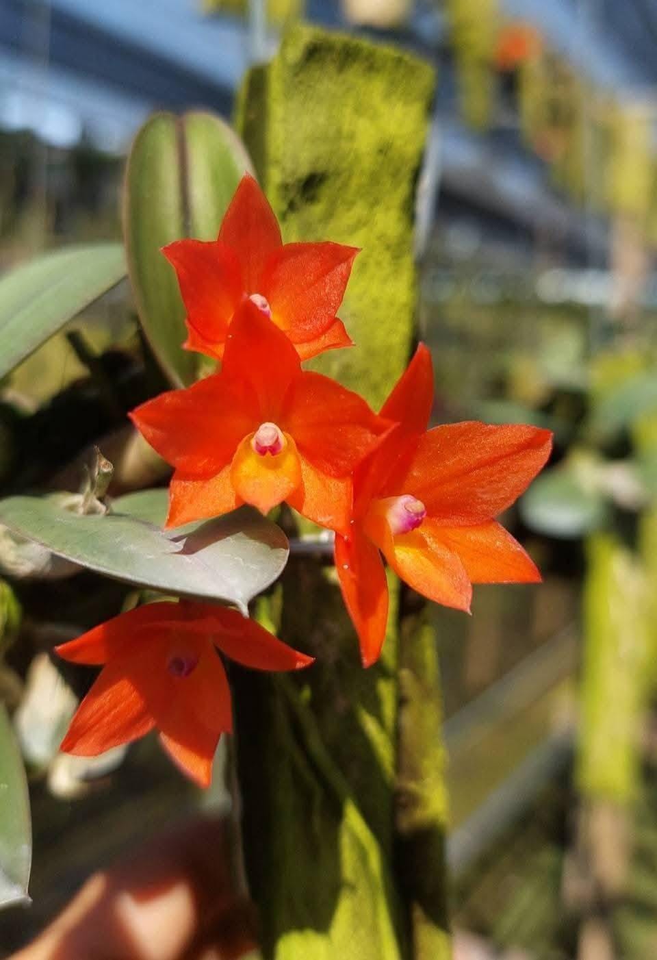 Cattleya cernua (Sophronitis nodding)