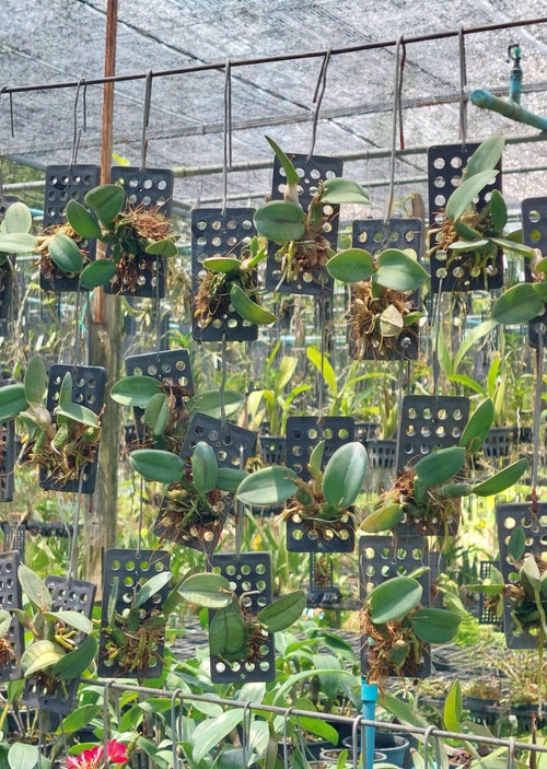 Cattleya cernua (Sophronitis nodding)