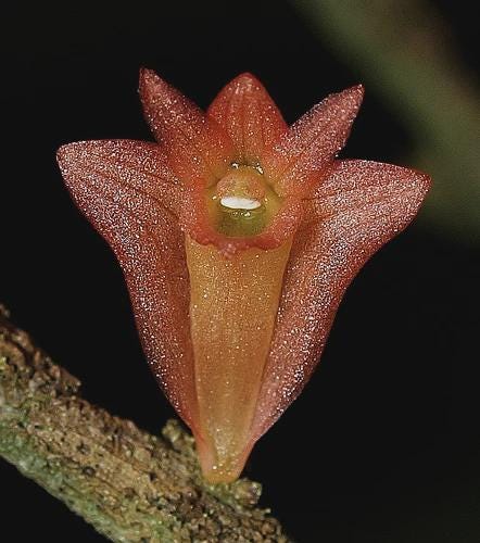 Dendrobium faciferum Orchid Plant, Bloom Size, 4" Pot