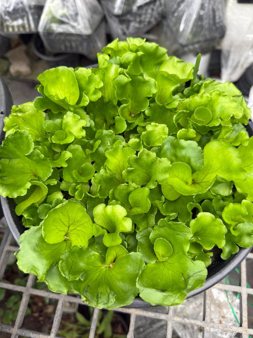 A x Platycerium ridleyi "Monkey King"  Staghorn Fern - 1 Plant (Plant A)