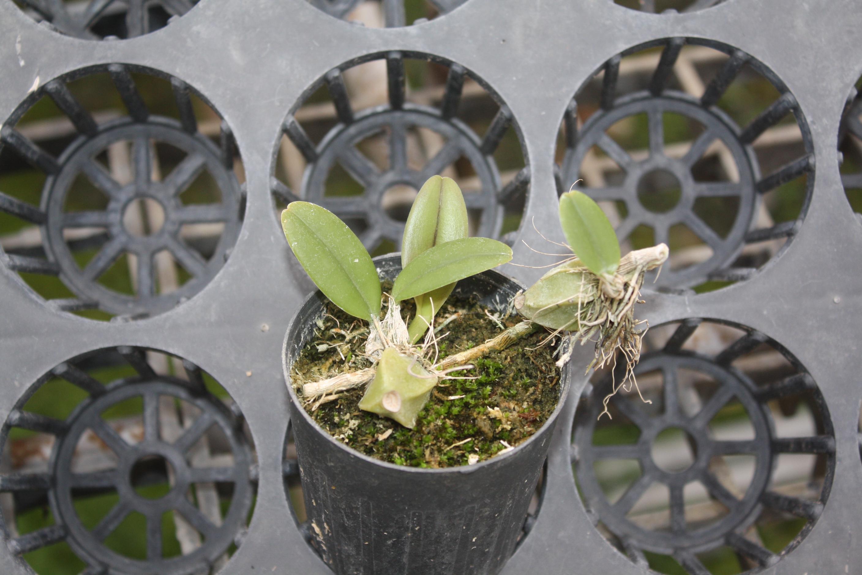 Bulbophyllum longiflorum 1 Orchid Plant, Bloom Size,Bulbophyllum Collection