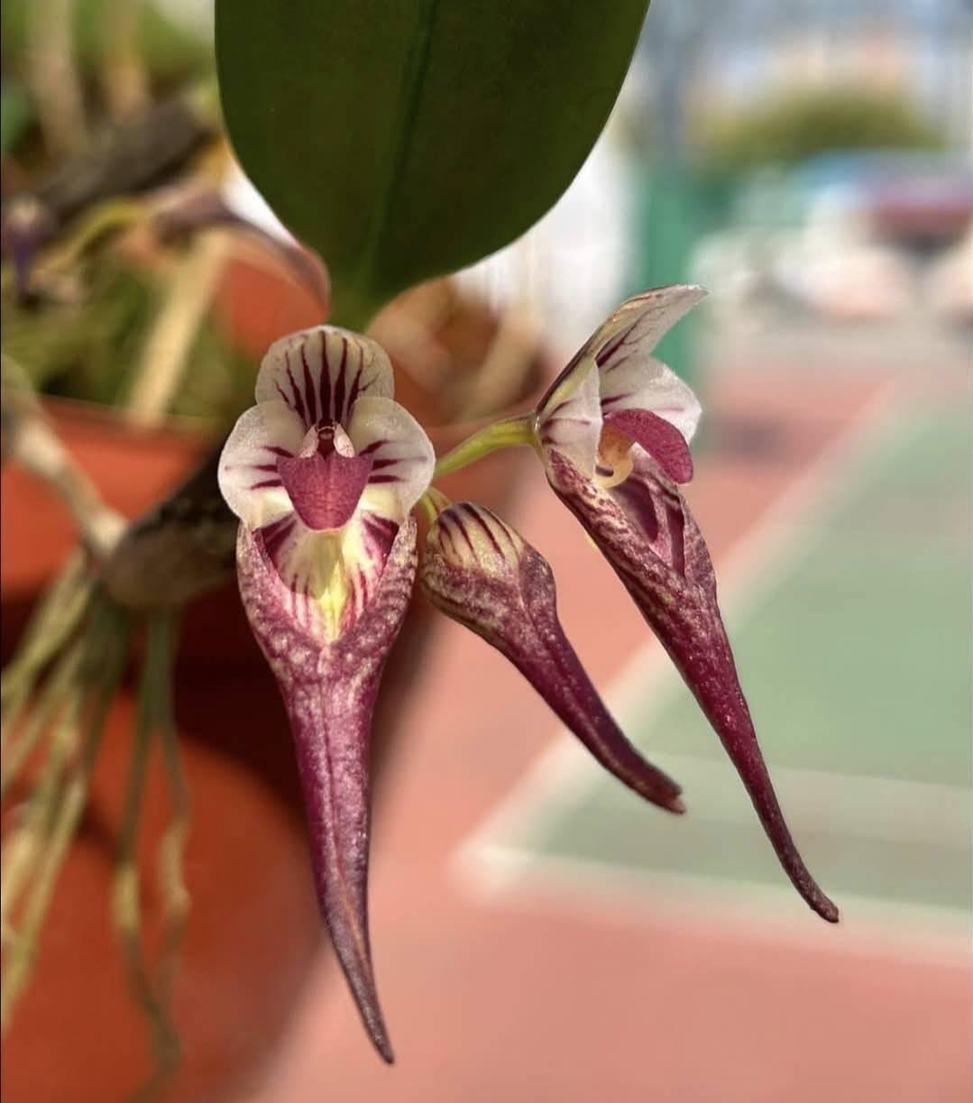 Bulbophyllum emarginatum 1 Orchid Plant, Bloom Size,Mini Orchid Collection