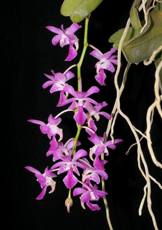 Aerides crassifolia Orchid Plant, Bloom Size, Vanda Seidenfadenia, Bare Root