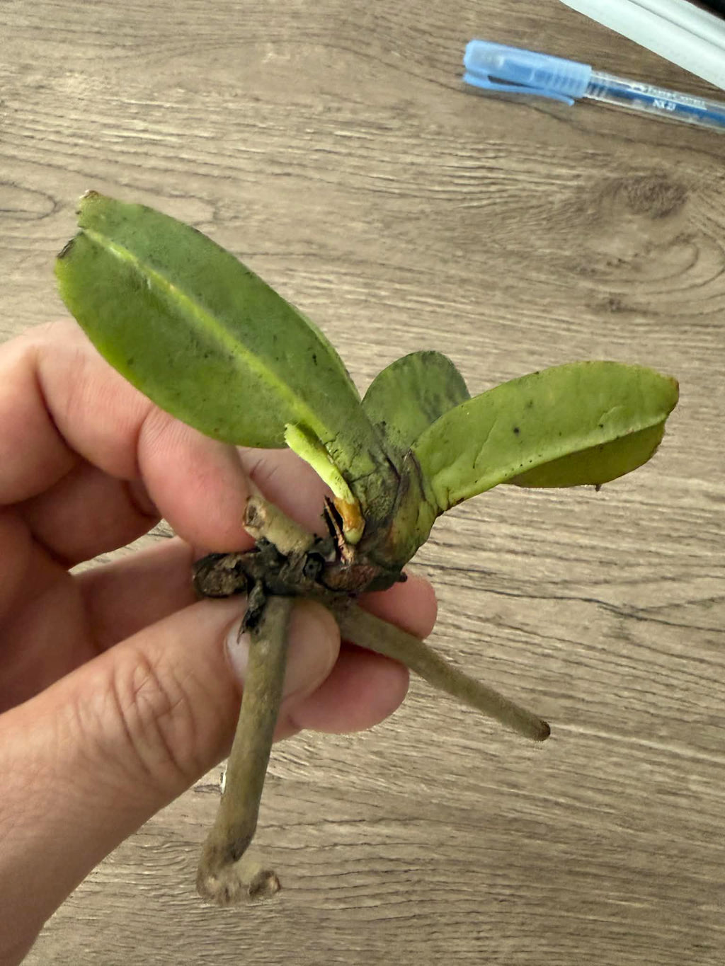 Aerides crassifolia Orchid Plant, Bloom Size, Vanda Seidenfadenia, Bare Root