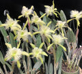 Rhyncholaelia digbyana (Rare Collector's Species – Cattleya digbayana)
