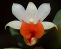 Dendrobium bellatulum