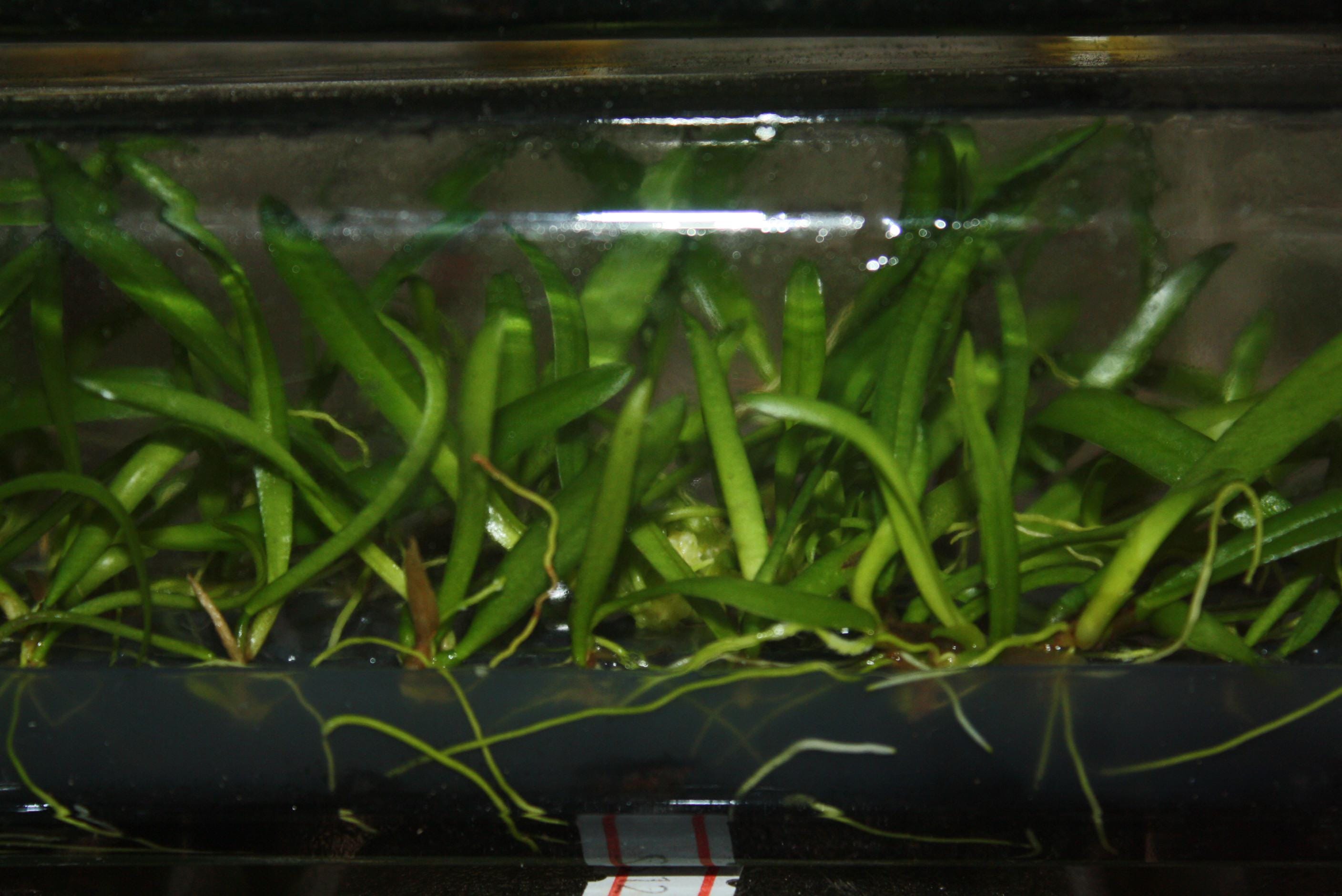 Bulbophyllum medusae Orchid Plant – Rare Bloom Size Bulbophyllum Orchids