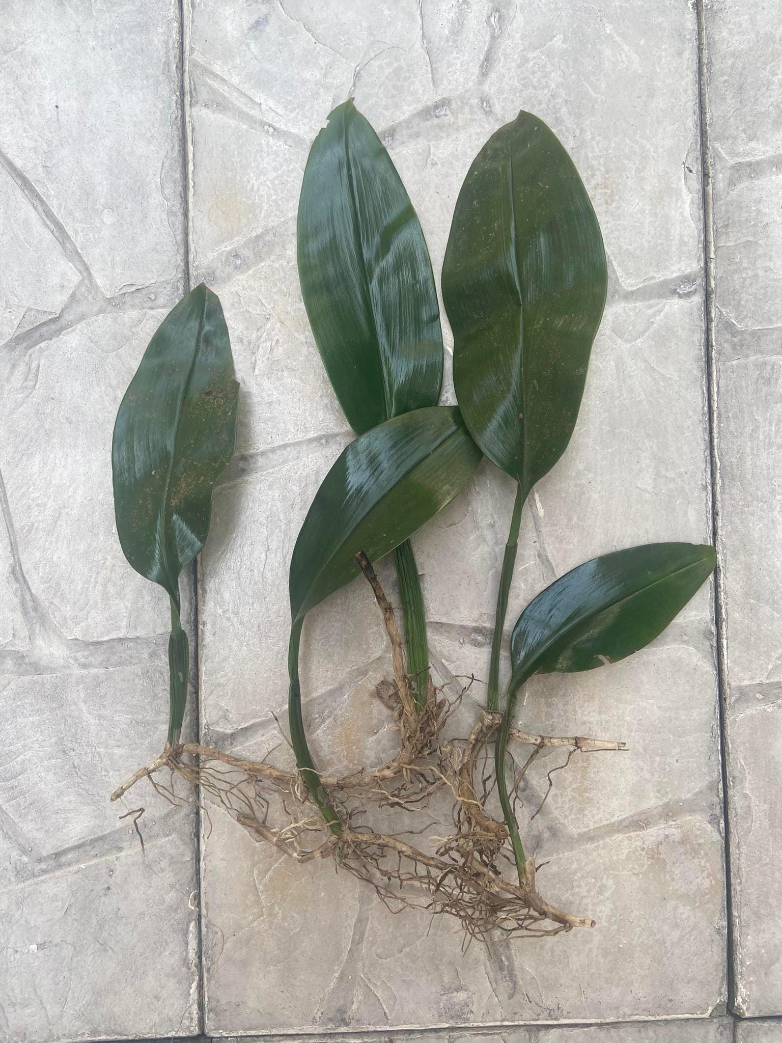 Bulbophyllum binnendijkii (Red)  Rare  Bulbophyllum Orchid  1 Plant Starter Size