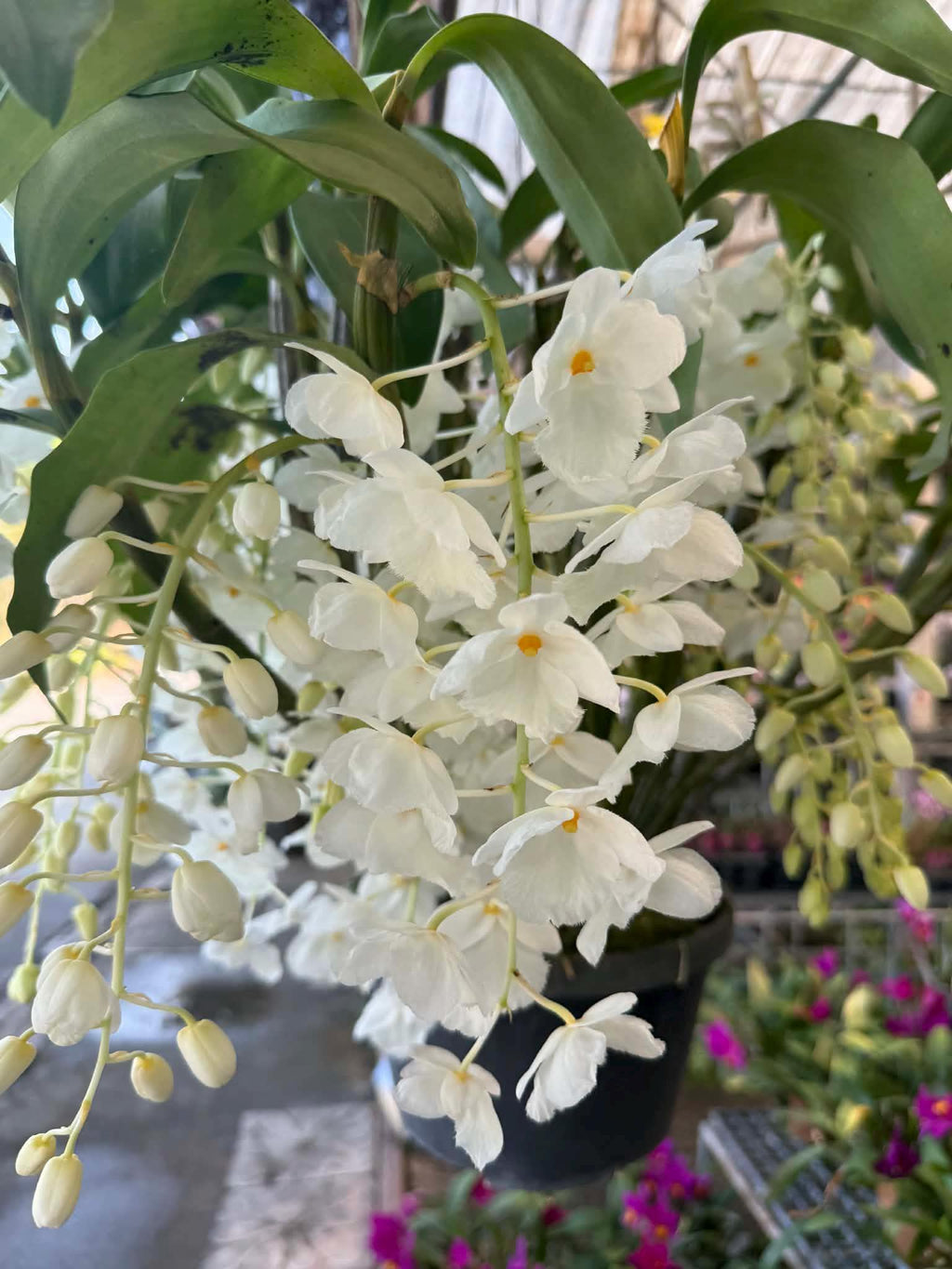 Dendrobium farmeri alba Orchid Plant (Bloom Size)