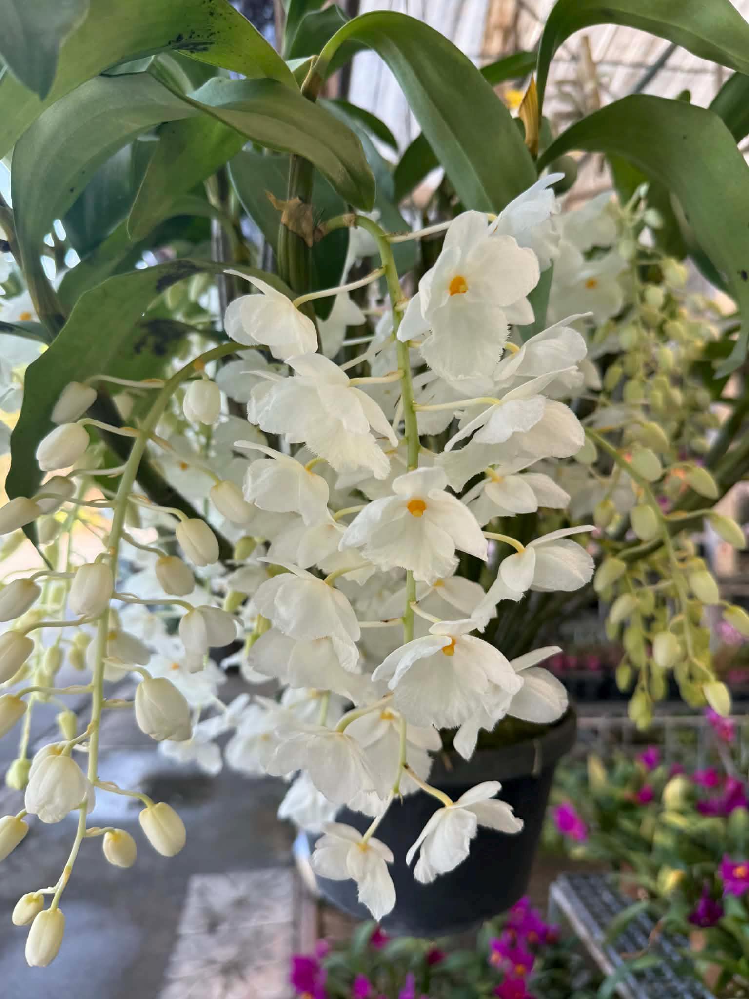 Dendrobium farmeri alba Orchid Plant (Bloom Size)