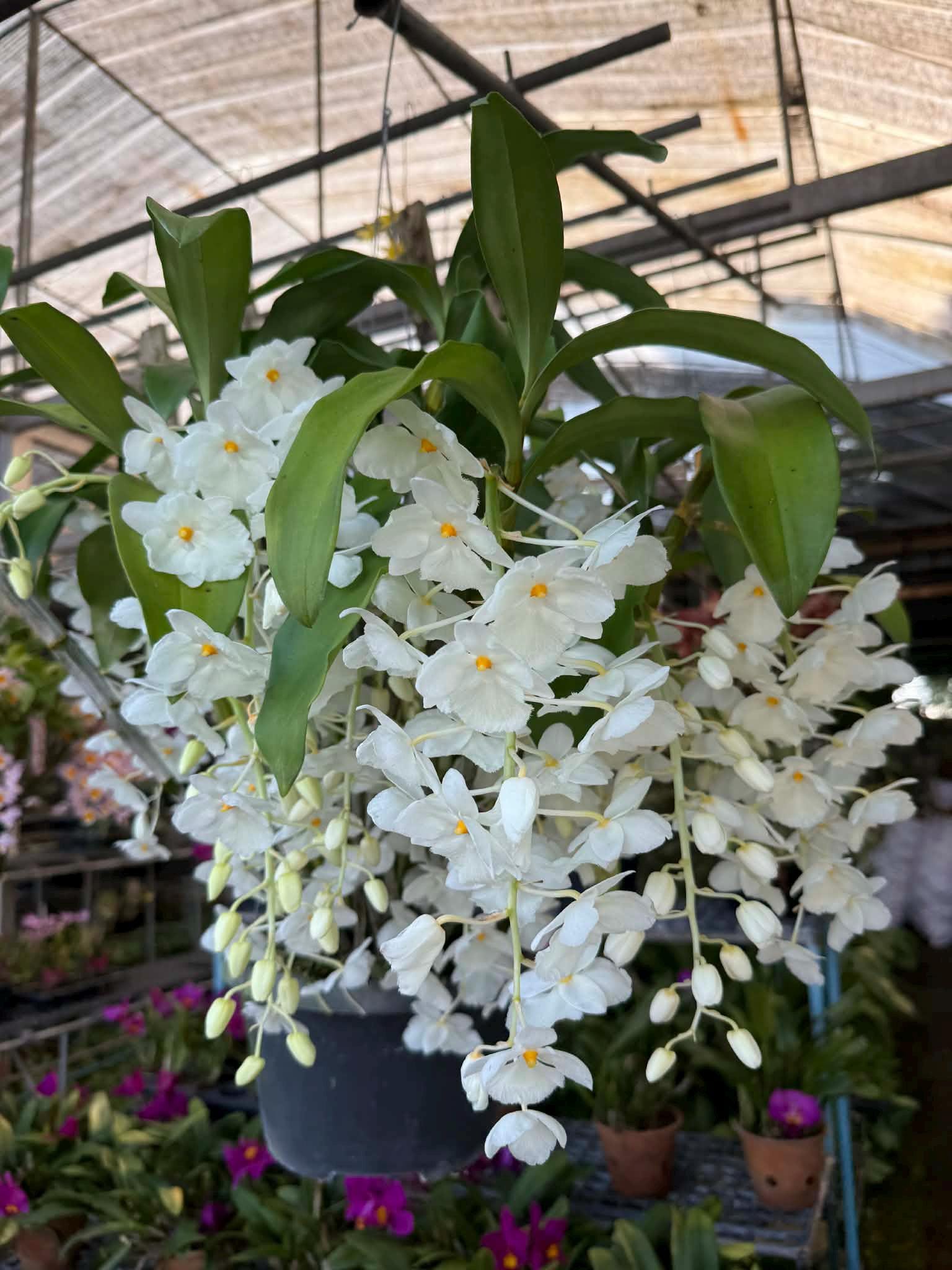 Dendrobium farmeri alba Orchid Plant (Bloom Size)
