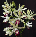 Schomburgkia thomsoniana semi alba Orchid Plant (Starter Size) Cattleya Laelia