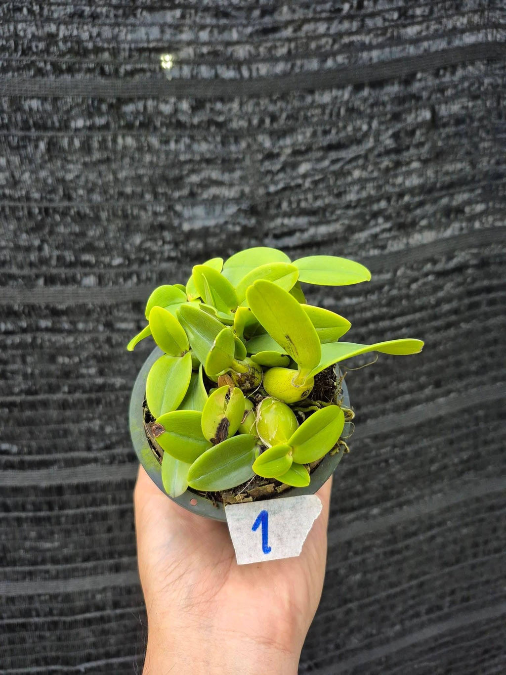 Schomburgkia thomsoniana semi alba Orchid Plant (Starter Size) Cattleya Laelia