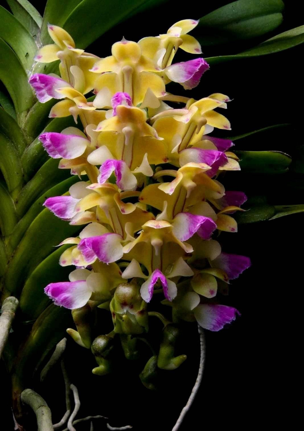 Aerides houlletiana Orchid Plant (Starter Size) – Yellow Purple Blooms