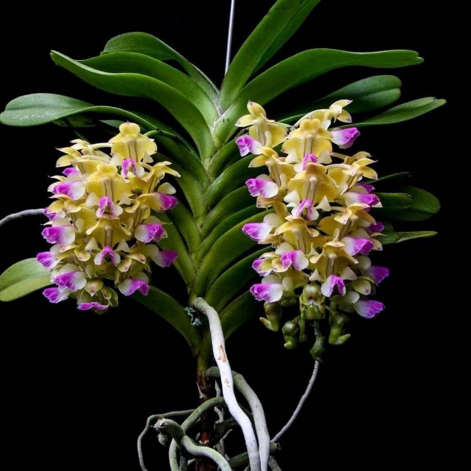 Aerides houlletiana Orchid Plant (Starter Size) – Yellow Purple Blooms