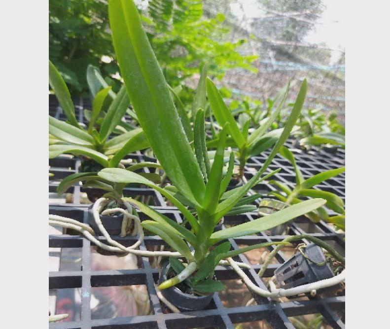 Aerides houlletiana Orchid Plant (Starter Size) – Yellow Purple Blooms