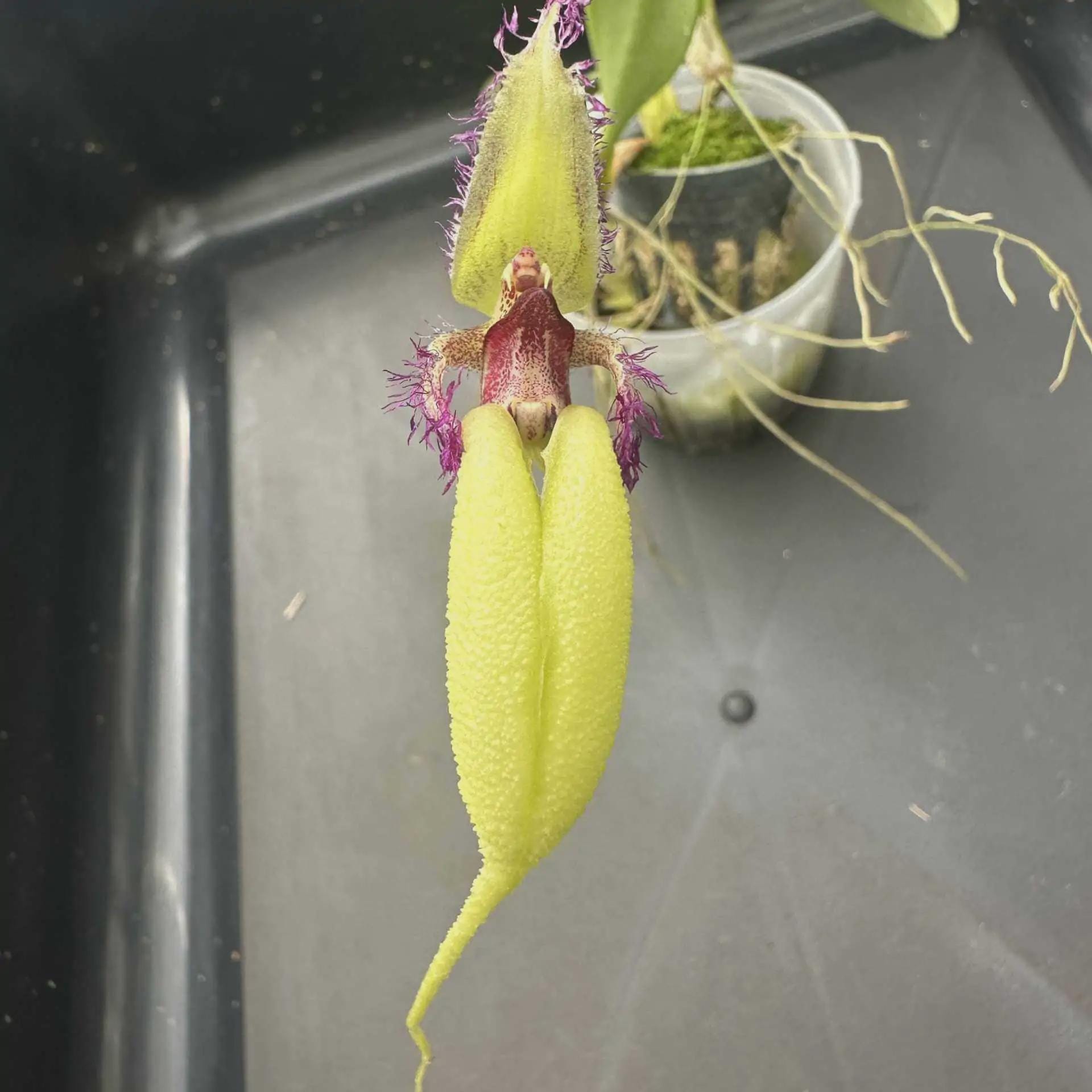 Bulbophyllum fascinator semi-alba  Orchid Plant (Bloom Size)