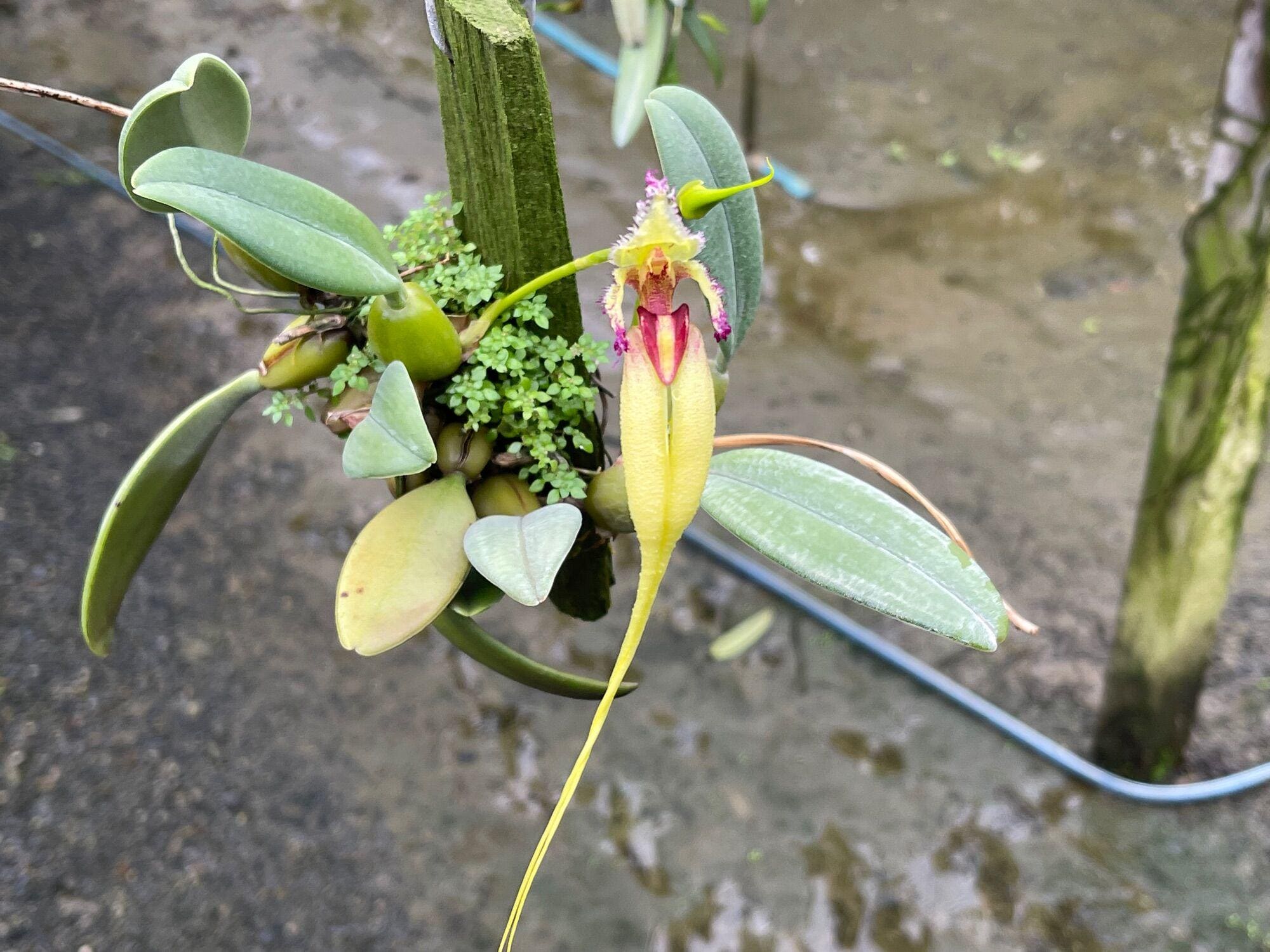 Bulbophyllum fascinator semi-alba  Orchid Plant (Bloom Size)