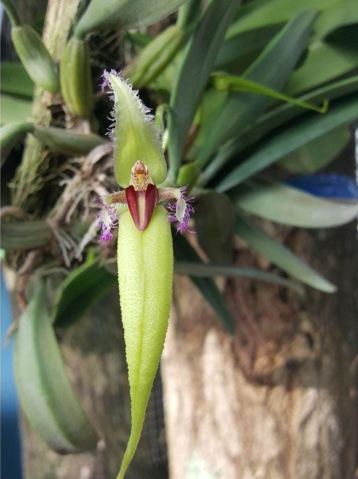 Bulbophyllum fascinator semi-alba  Orchid Plant (Bloom Size)