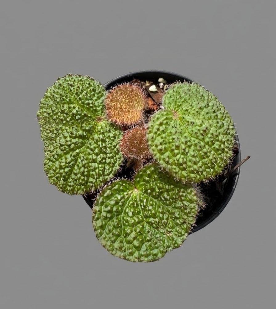 Begonia sp.  Rare Compact Species, Begonia Collection
