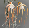 Brassavola cucullata (Red Form) 1 Plant Orchid (Bloom Size)