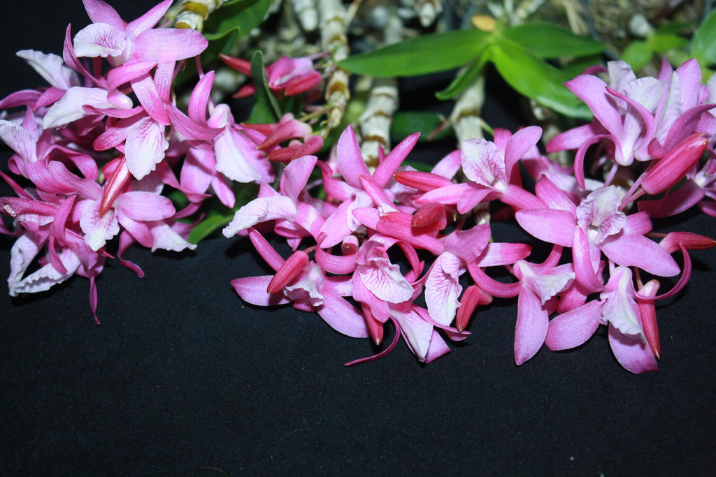 Dendrobium Rainbow Dance  1 Plant Orchid (Bloom Size) fragrant flower