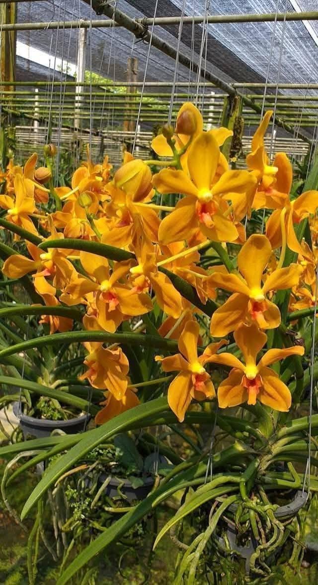 Paravanda Golden Delight Orchid Plant, Fragrant Yellow Bloom Size Orchid