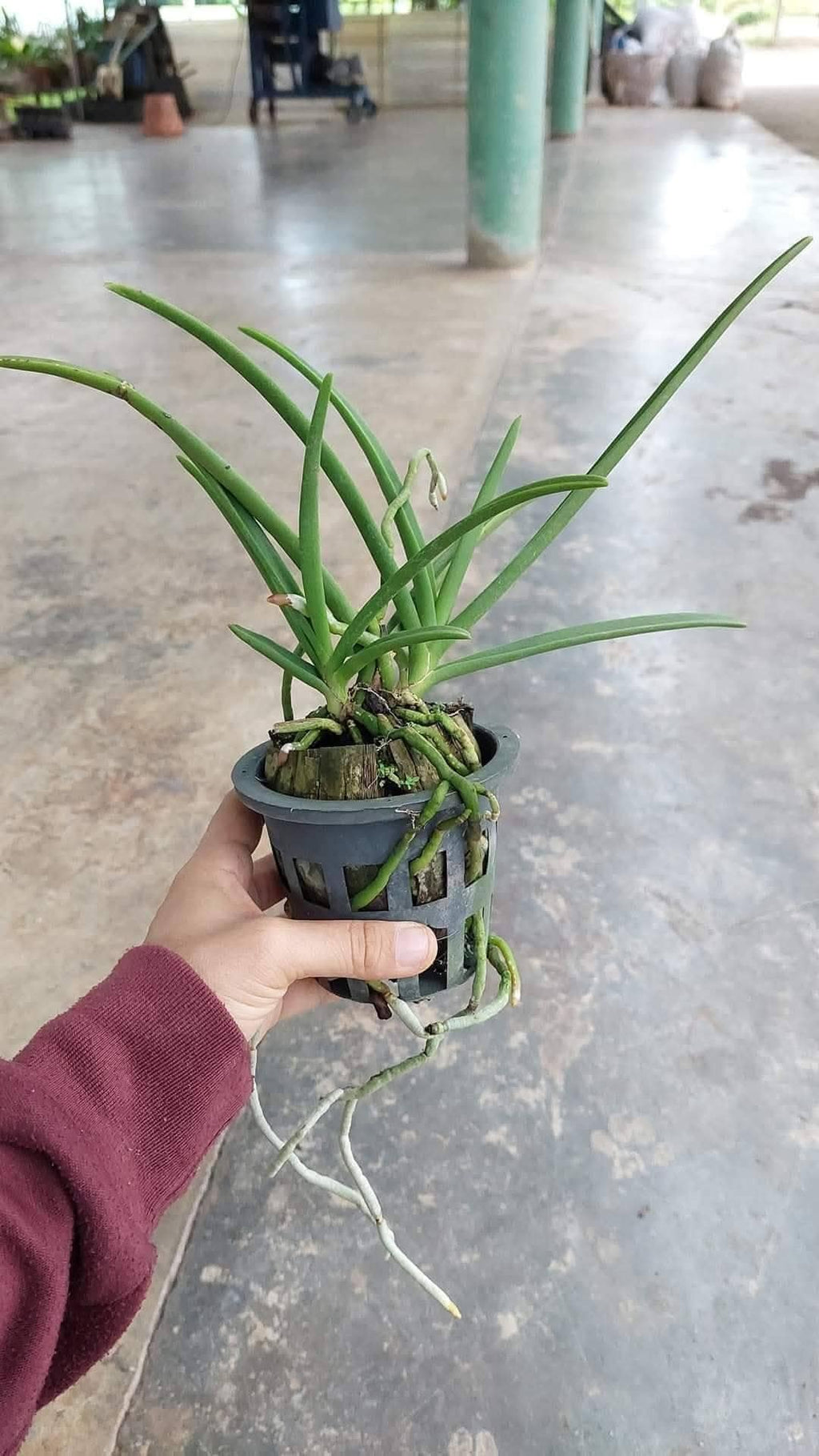 Paravanda Golden Delight Orchid Plant, Fragrant Yellow Bloom Size Orchid