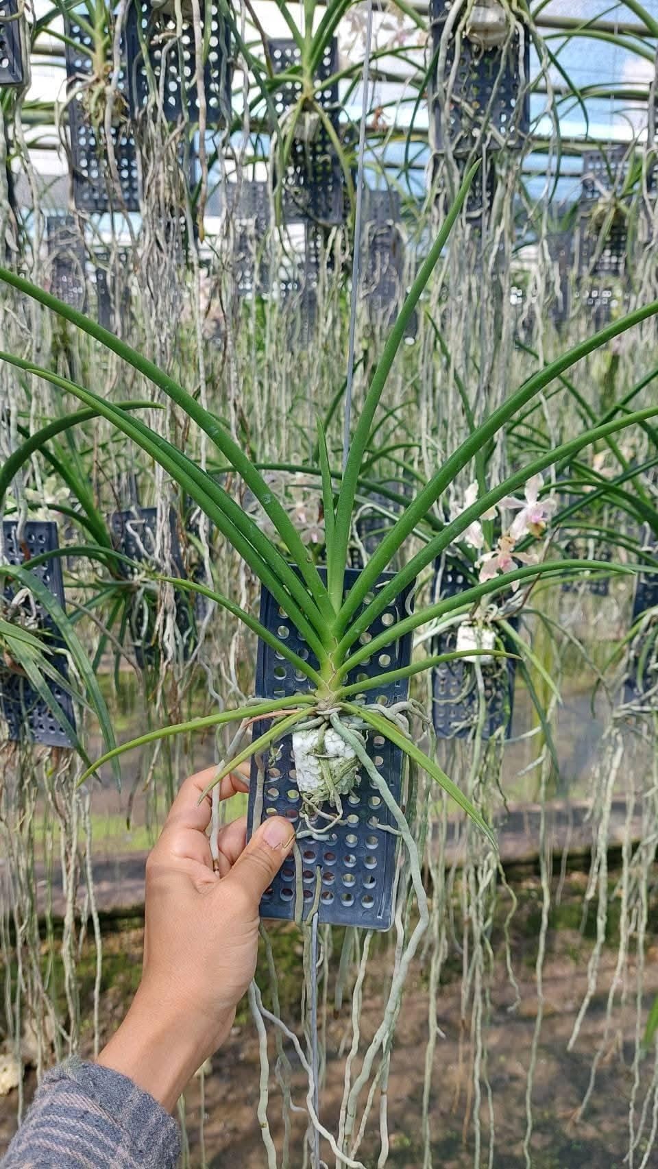 Paravanda (Vanda x Paraphalaenopsis) Orchid Plant, Fragrant Pink Bloom Size Orchid