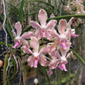 Paravanda (Vanda x Paraphalaenopsis) Orchid Plant, Fragrant Pink Bloom Size Orchid