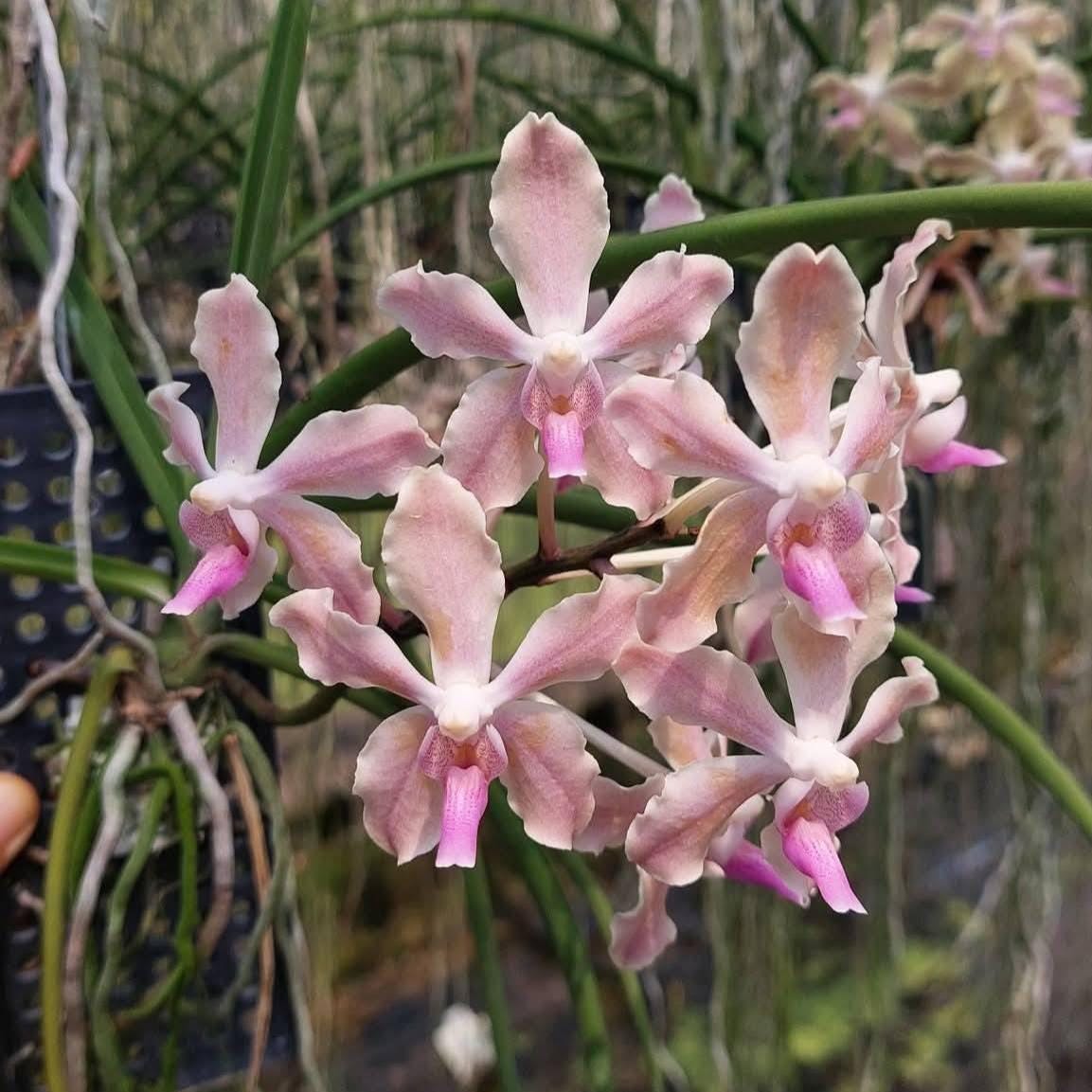 Paravanda (Vanda x Paraphalaenopsis) Orchid Plant, Fragrant Pink Bloom Size Orchid