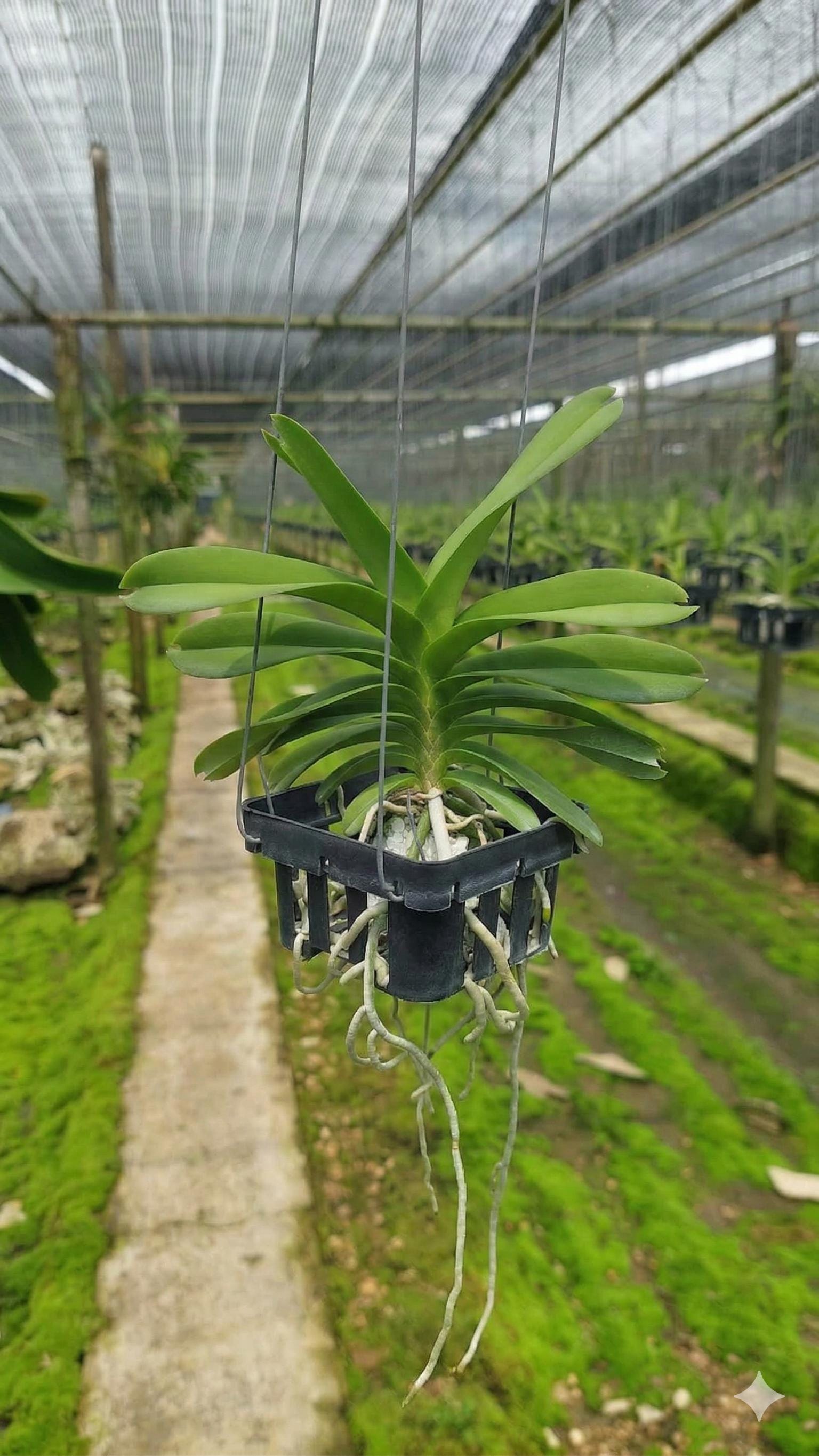 Vanda coerulea "Pink" , Rare species,Blooming Size,rare orchid collection