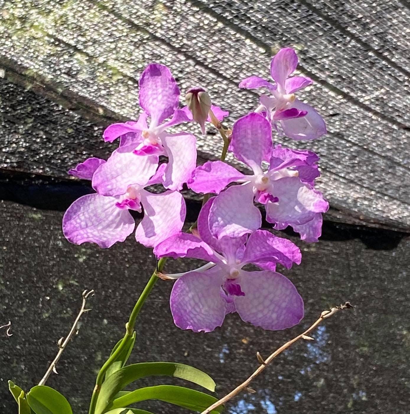 Vanda coerulea "Pink" , Rare species,Blooming Size,rare orchid collection