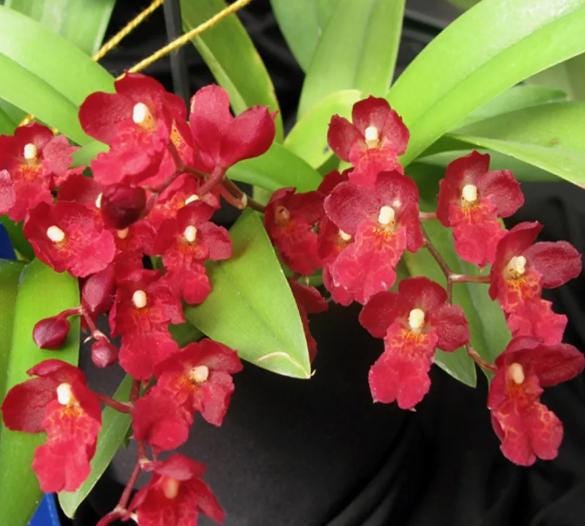 Howeara Lava Burst 'Puanani' Oncidium orchid 1 Plant red fragrant flower Mini Oncidium