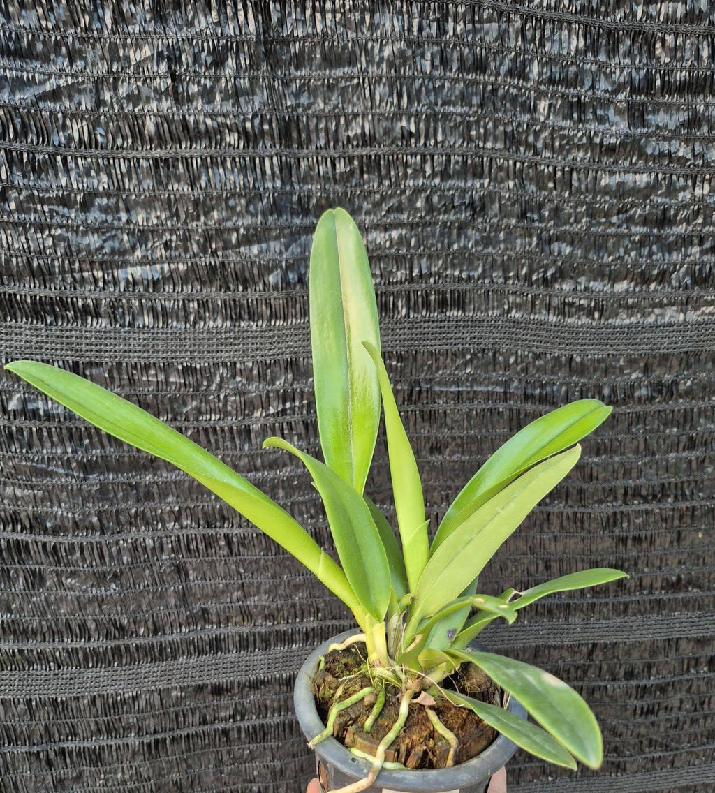 Rlc. Amazing Thailand Cattleya Orchid Plant, Hybrid Bloom Size