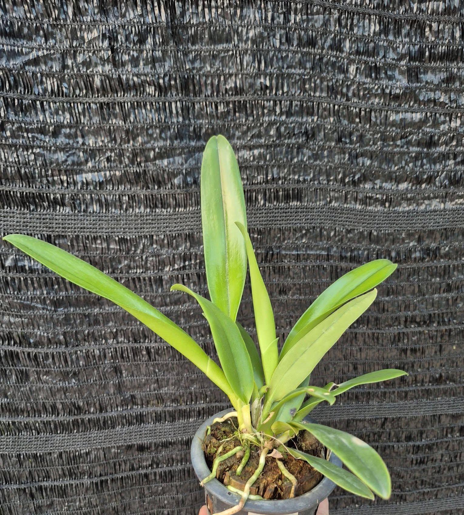 Rlc. Amazing Thailand Cattleya Orchid Plant, Hybrid Bloom Size