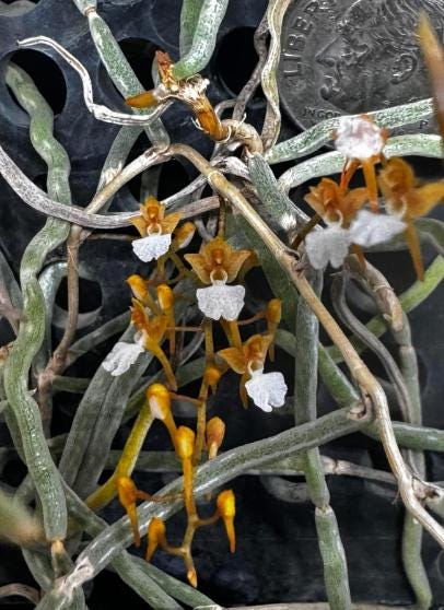 Microcoelia cornuta Leafless Orchid Plant – Madagascar Rare Bloom Size Orchid Collection