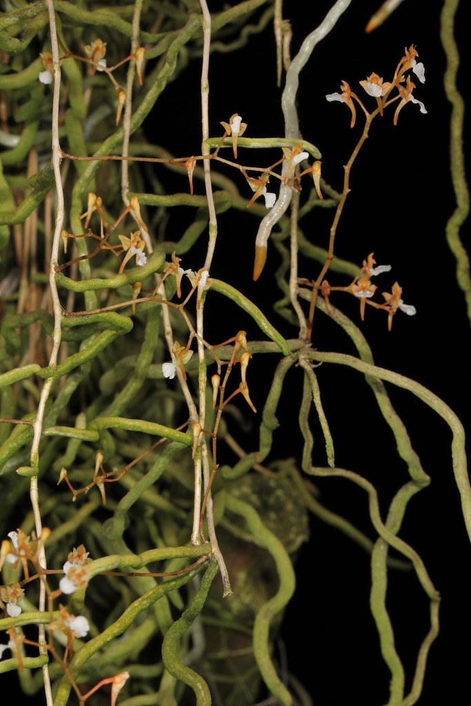 Microcoelia cornuta Leafless Orchid Plant – Madagascar Rare Bloom Size Orchid Collection