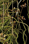 Microcoelia cornuta Leafless Orchid Plant – Madagascar Rare Bloom Size Orchid Collection
