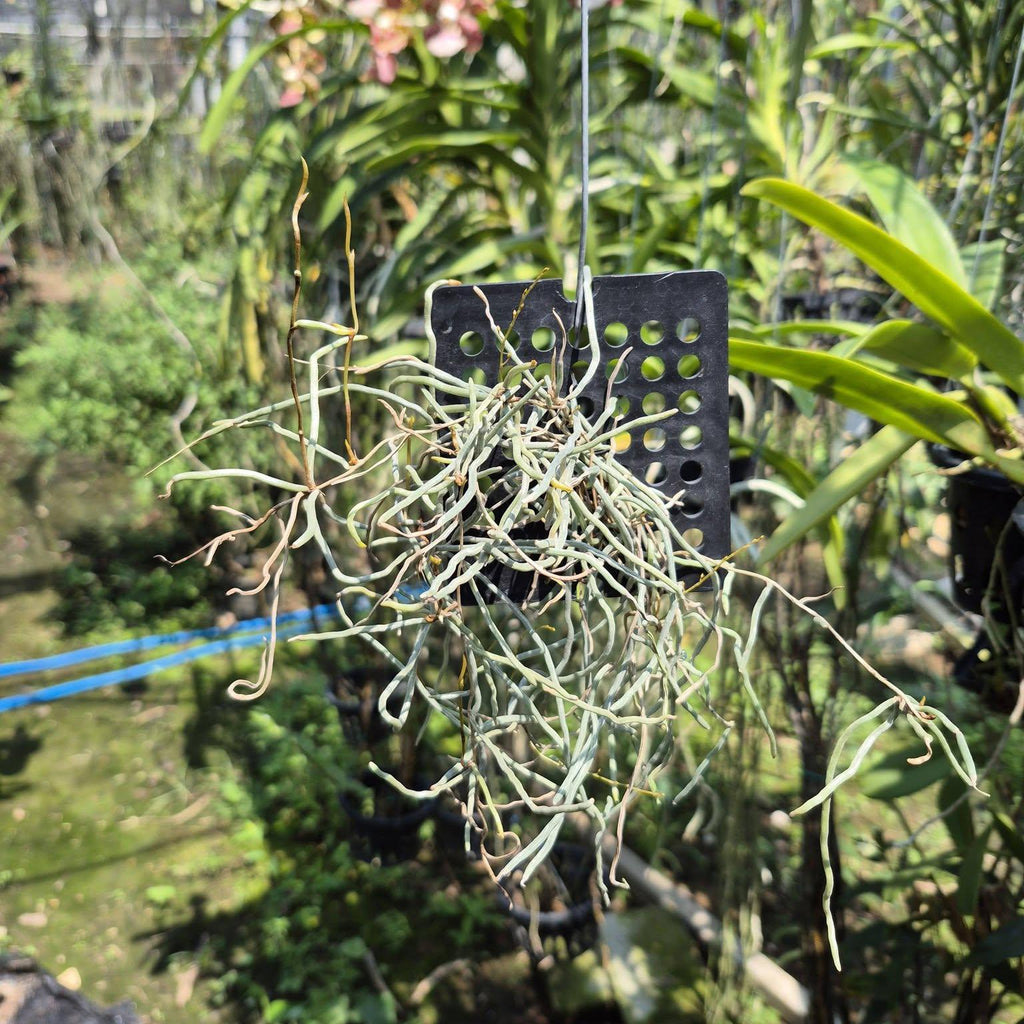 Microcoelia cornuta Leafless Orchid Plant – Madagascar Rare Bloom Size Orchid Collection