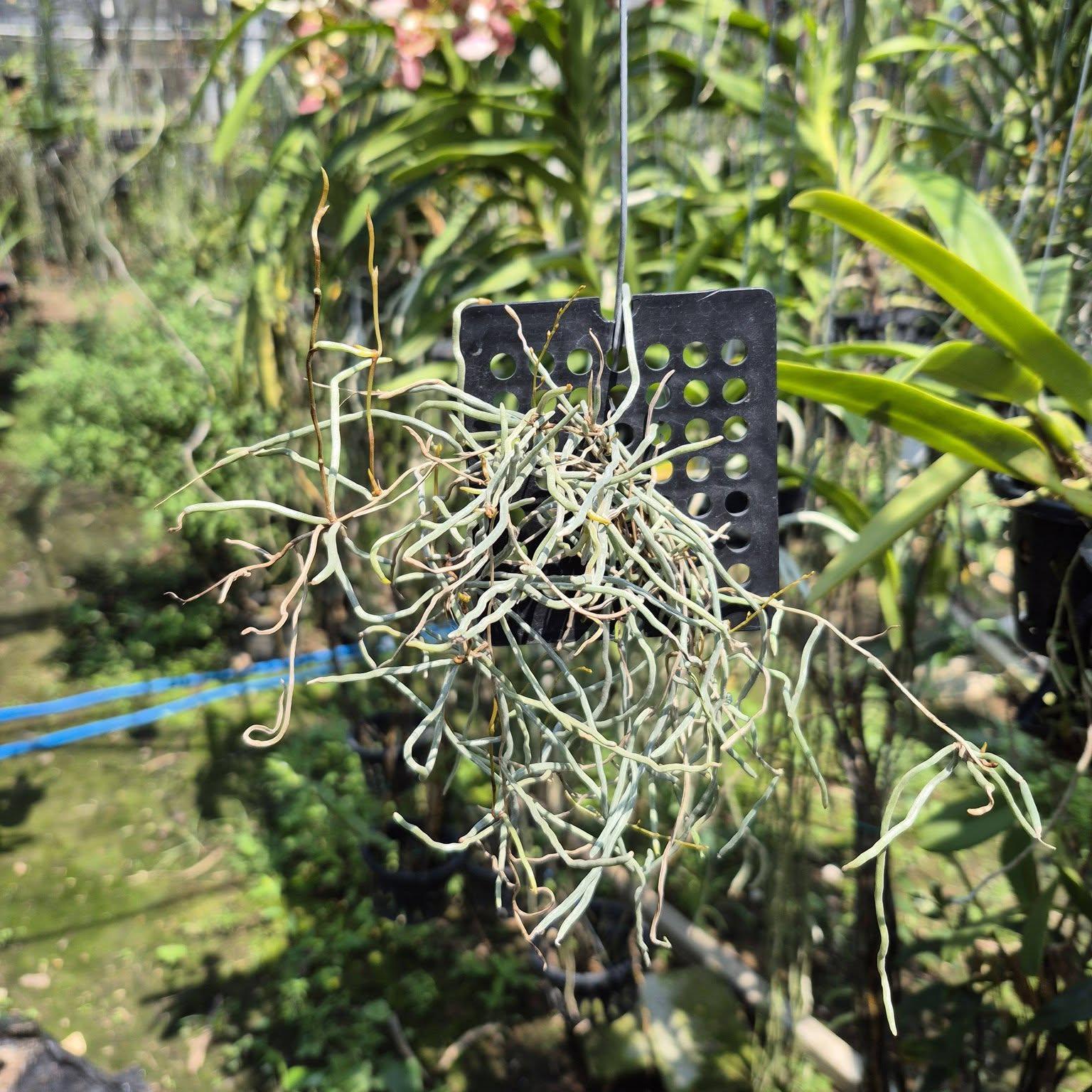 Microcoelia cornuta Leafless Orchid Plant – Madagascar Rare Bloom Size Orchid Collection
