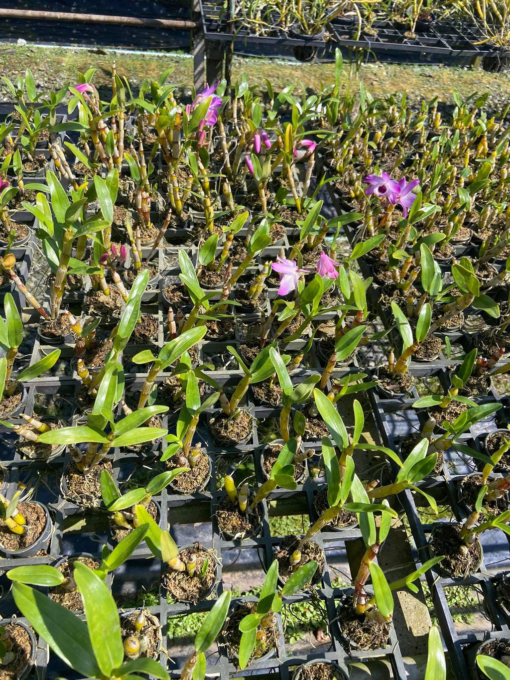 x2 Dendrobium nobile Orchid Plant (Starter Size) – White Pink Purple Blooms
