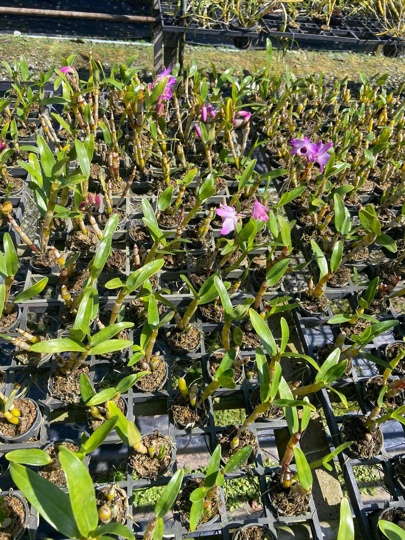 x2 Dendrobium nobile Orchid Plant (Starter Size) – White Pink Purple Blooms