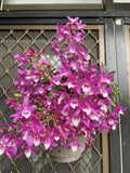 Dendrobium Rainbow Dance  1 Plant Orchid (Bloom Size) fragrant flower