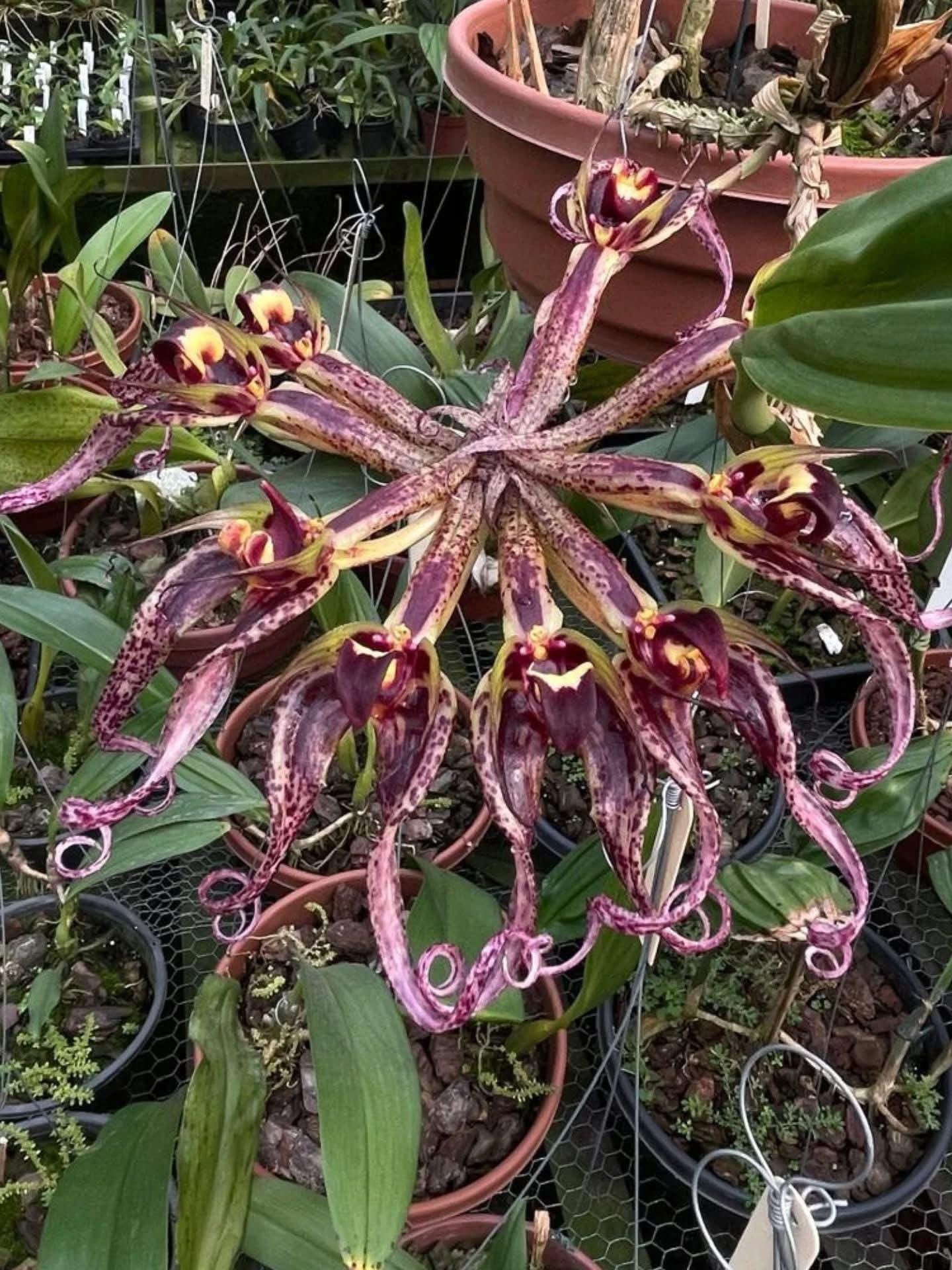 Bulbophyllum binnendijkii (Red)  Rare  Bulbophyllum Orchid  1 Plant Starter Size